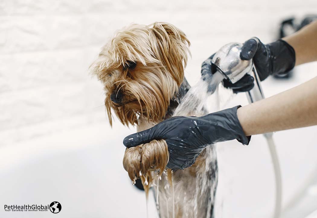 regular grooming for dogs